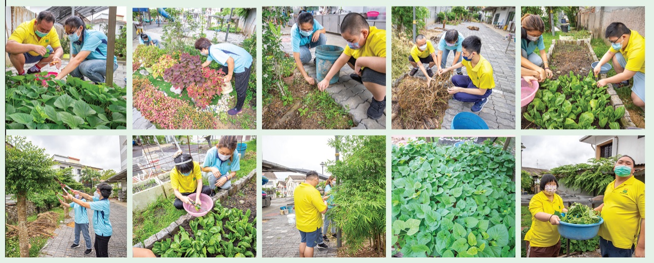 生活园艺 Gardening (Hop Garden)